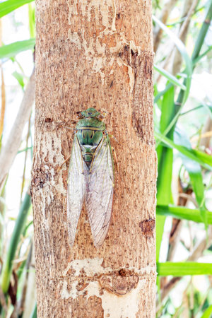 Cicada insect  on tree close up