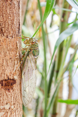 Cicada insect  on tree close up