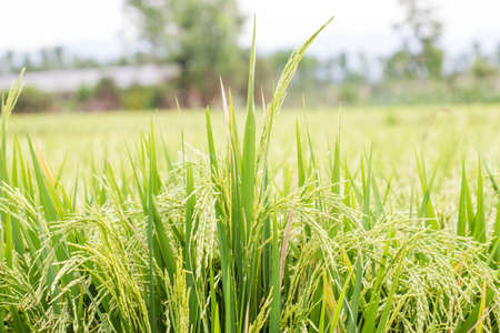 rice plant in rice field closeup of rice ear on plantationの写真素材