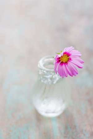 Spring cosmos flower in Glass Bottlesの写真素材