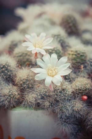 Close up white flower on cactus の写真素材
