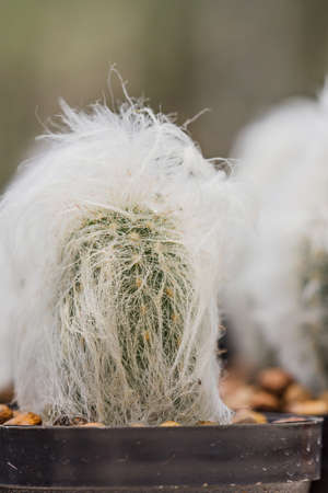 Close up of shaped cactus with long thornsの写真素材