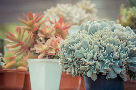 cactus in Queen Sirikit Botanic Gardenの写真素材