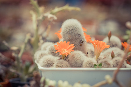 Group of cactuses with orange flowers