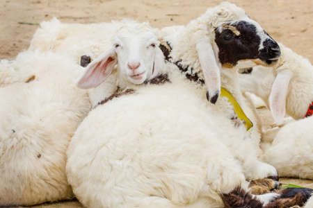 Sheep Family Livestock on a Farm with Young Lambsの写真素材