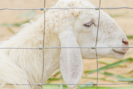 side view of sheep head on a Farm