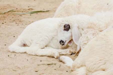 Sheep Family Livestock on a Farm with Young Lambsの写真素材
