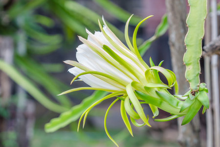 Blossom white flower of dragon fruitの写真素材