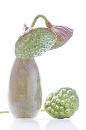Lotus seeds in vase isolated on white backgroundの写真素材