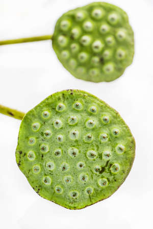 Lotus seeds isolated on white backgroundの写真素材