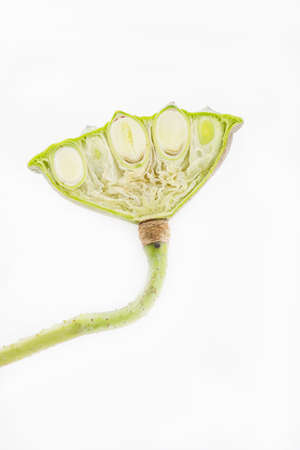 Indian lotus pods  isolated on white backgroundの写真素材