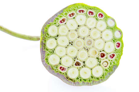 Indian lotus pods  isolated on white backgroundの写真素材