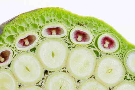 Indian Lotus seeds green Macro Abstract Horizontal on white backgroundの写真素材