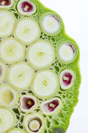 Indian Lotus seeds green Macro Abstract Horizontal on white backgroundの写真素材