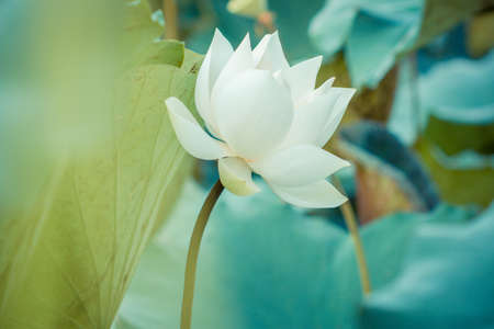 Beautiful white lotus flower and Lotus flower plantsの写真素材