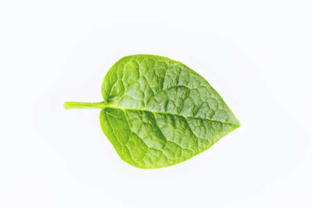green spring leave isolated on white backgroundの写真素材