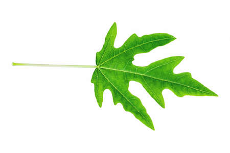 green spring leave isolated on white backgroundの写真素材