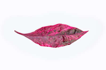 Red spring leaves isolated on white backgroundの写真素材