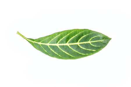 green spring leave isolated on white backgroundの写真素材