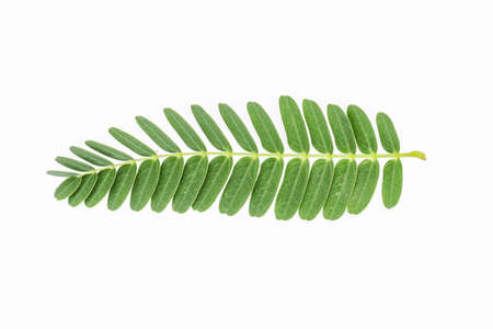 green spring leave isolated on white backgroundの写真素材