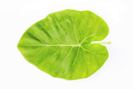 green spring leave isolated on white backgroundの写真素材