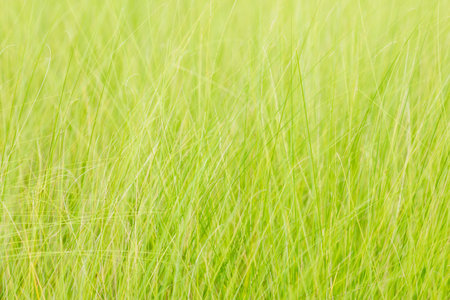 Spring or summer abstract nature background with grass