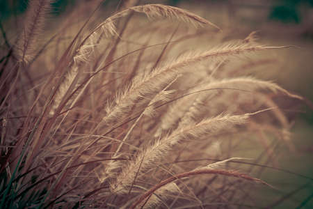Grass flower in autumnの写真素材
