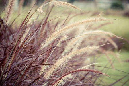 Grass flower in autumnの写真素材