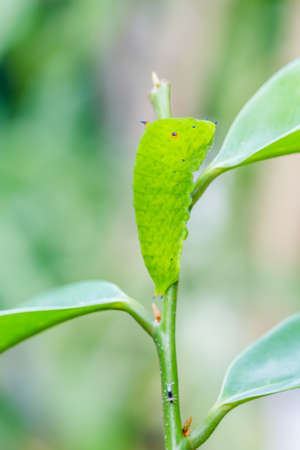Close up of the caterpillar  Papilio dehaanii  on a leafの写真素材