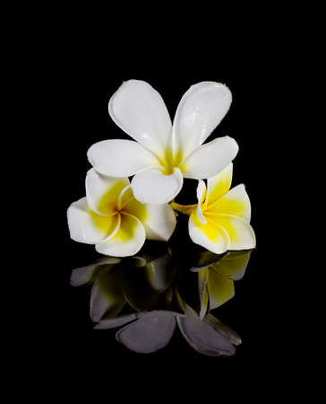frangipani flower isolated on black backgroundの写真素材