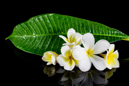 frangipani flower isolated on black backgroundの写真素材
