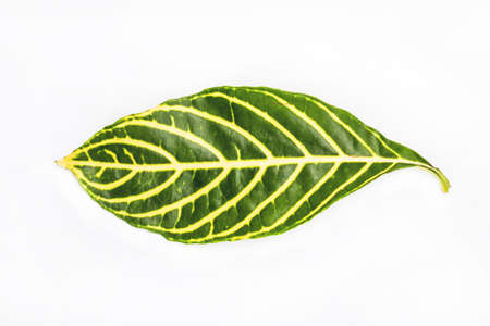 Green and yellow leaf isolated on a white backgroundの写真素材