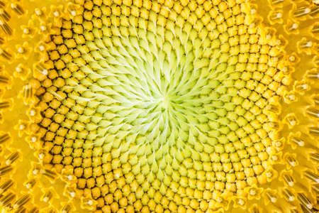 close-up of sunflower の写真素材