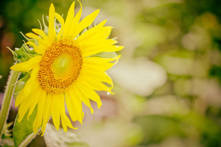 Beautiful sunflower against blurred backgroundの写真素材