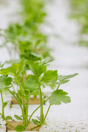 Celery vegetable in hydroponics farmの写真素材