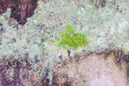 Moss texture background