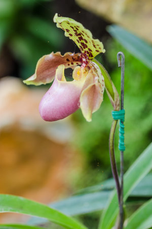 Close up of ladyの写真素材