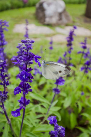 Blue Salvia (salvia farinacea) flowers blooming in the gardenの写真素材