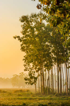 Rice fields in the morning with fog and treeの写真素材
