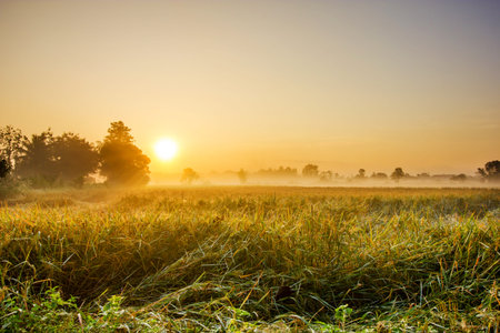 Rice fields in the morning with fogの写真素材