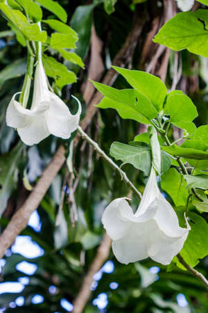 Angel trumpet flower in full bloom, Daturaの写真素材