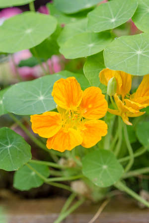 Summer flowers in a old wooden potの写真素材