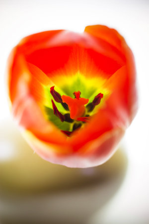 Close up image of orange tulip in vase on white background