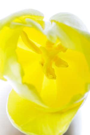 Close up on the pistil and stamens of the yellow tulipの写真素材