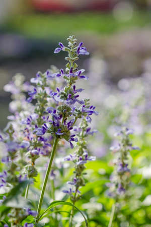 Blue Salvia (salvia farinacea) flowers blooming in the gardenの写真素材