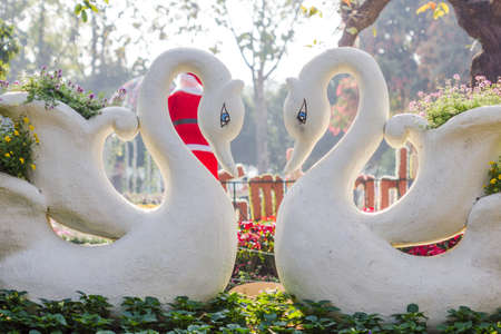 Two swans in love with swan flower potの写真素材