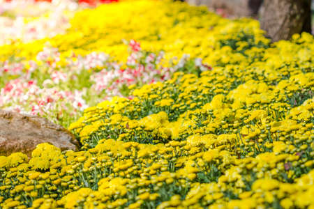 Yellow flowers blossoming in spring time, flowers backgroundの写真素材