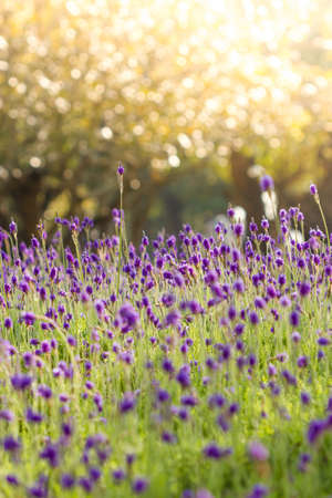 Closeup of purple lavender flowers in the fieldの写真素材