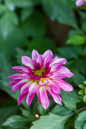 Closeup orange dahlia flower in gardenの写真素材