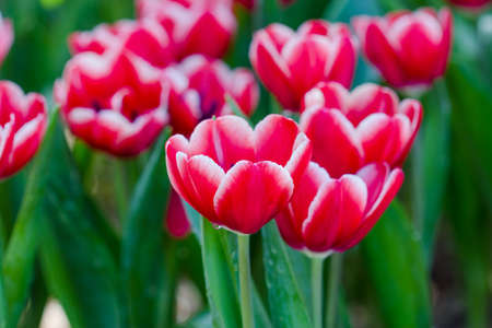 Blooming spring flowers tulips in the gardenの写真素材
